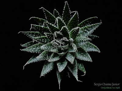 Aloe aristata