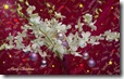 christmas widescreen wallpaper 1920 x 1200 desktop widescreen wallpaper