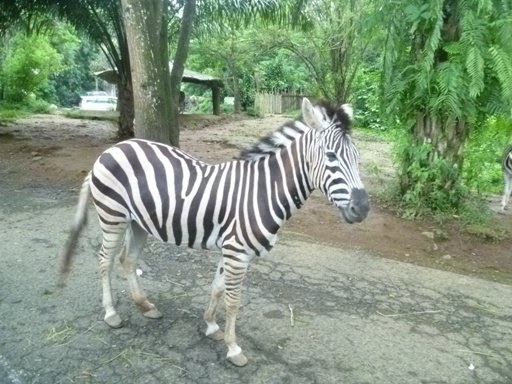 Coretan Rasa: Cerita Bandung 2 - Taman Safari, Bogor