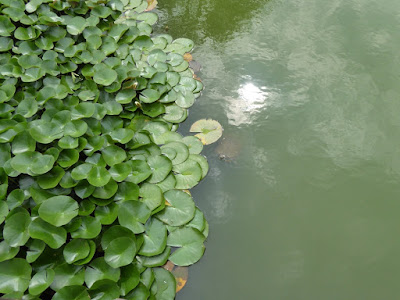 門真市・弁天池公園　睡蓮池　亀