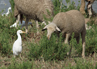 Garza blanca (Ardea alba) con ovejas.