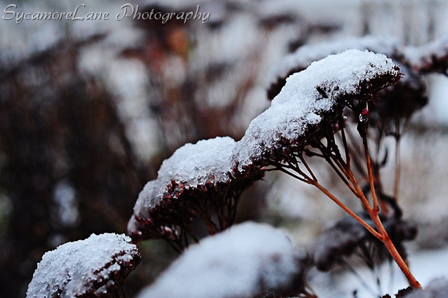 autumn glory and snow-w