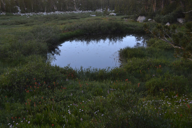 mosquito breeding ground