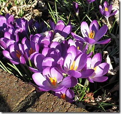 Crocus_3710