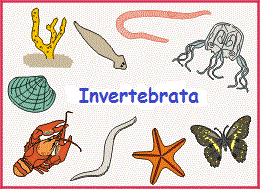 Contoh Sistem Pencernaan Hewan Invertebrata  Contoh 37