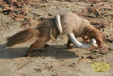 Moongoose eating King Cobras | Animals eating Animals