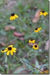 Black Eyed Susans-1