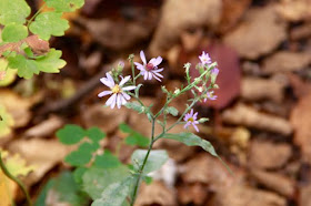 Autumn, North Country asters