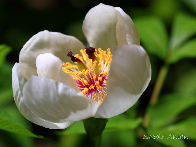 Paeonia japonica