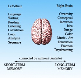 otak_1_eng