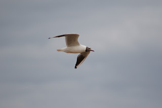 Adult Black-headed Gull flying