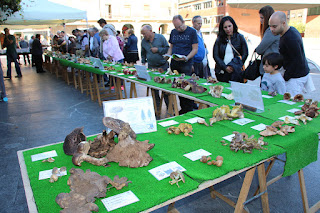 Exposición de la Sociedad Micológica de Barakaldo