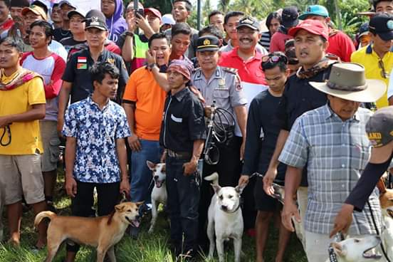 Wawako Pariaman Mardison Mahyuddin, Buka Even Wisata Buru Babi di Desa Padang Cakua