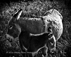 Feral Burros in Custer State Park Black Hills by Dakota Visions Photography LLC www.dakotavisions.com