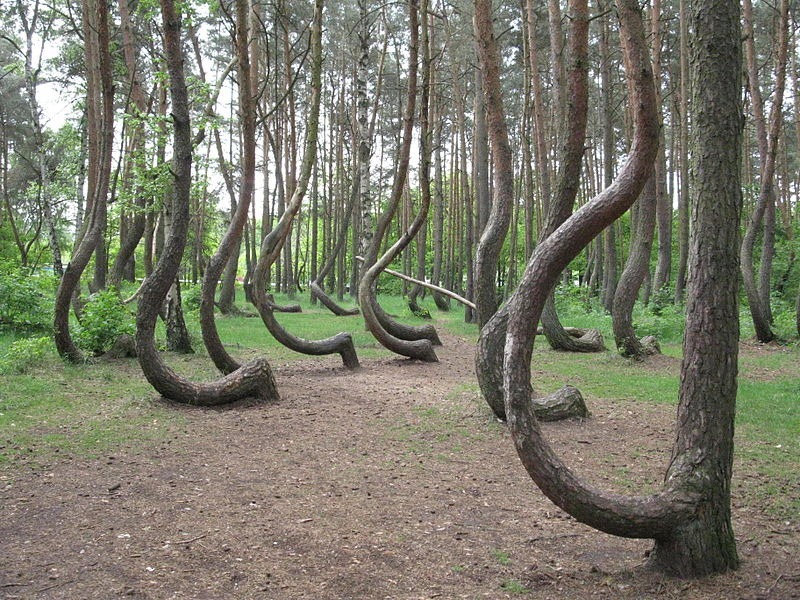 crooked-forest-poland-4
