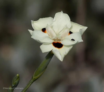 Wildflower Canon EOS 70D  / Woodbridge Island Cape Town 01