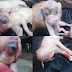 Nacieron dos cerdos con malformaciones en el municipio de Tubará, Atlántico