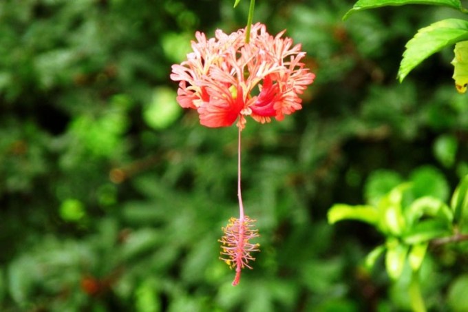 Hibiscusrosasinensis Jenis jenis bunga sepatu 