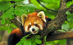 40 Adorable red panda pictures (40 pics), red panda chilling on tree branch