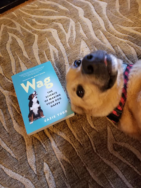 Wag Happy Dogs: A Photo Post (Part 2)