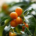 Kamkat-Kamkat Tropikal Meyve-Kumquats