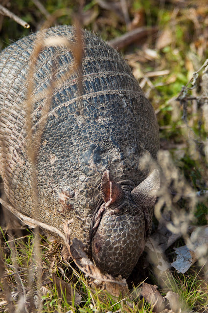 LLELA Armadillo