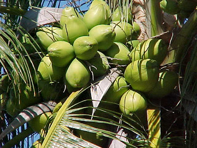 Coconut Tree Natural Wallpaper