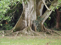 Ficus glabrata tree base - Ho'omaluhia Botanical Garden, Kaneohe, HI