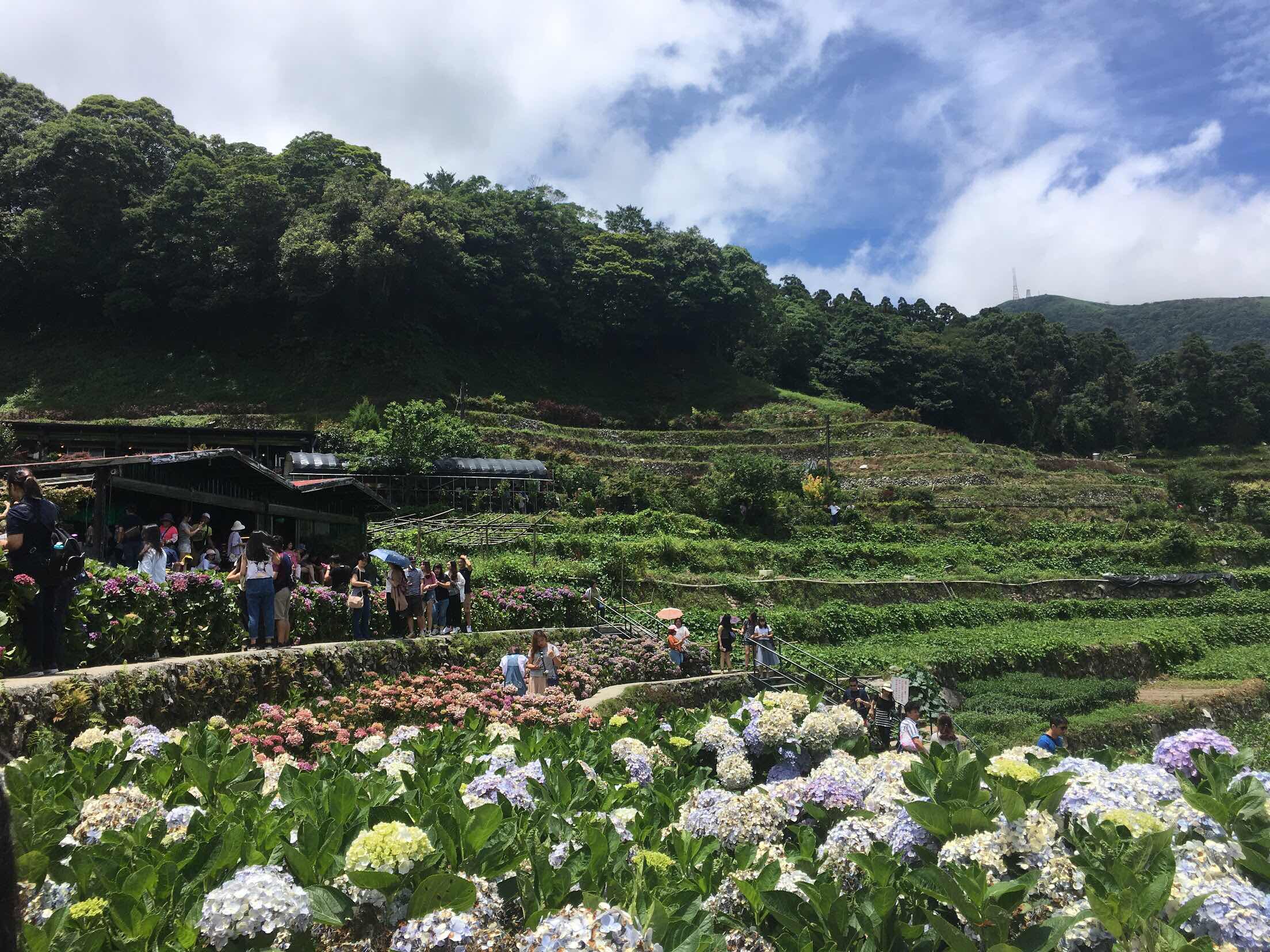 yang ming shan, hydrangea farm, zhuzihu, new Taipei, Taiwan