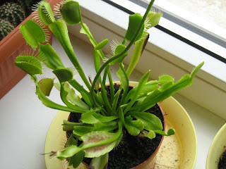 venus dionaea