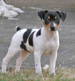 Rat Terrier dog