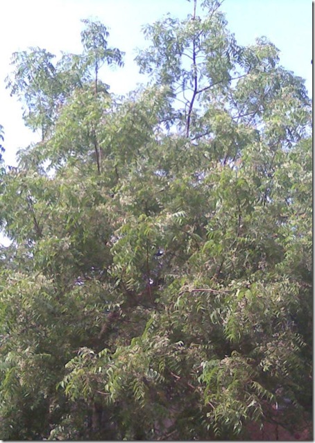 neem_in_bloom