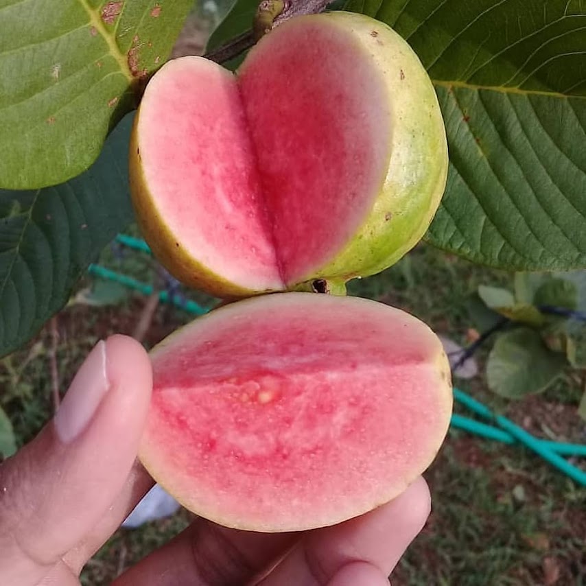 jual pohon buah bibit jambu sukun merah cepat tumbuh jakarta Kalimantan Timur