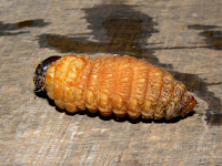Личинка долгоносика - гусеница мохохой