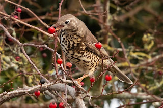 Mistle Thrush DFBridgeman