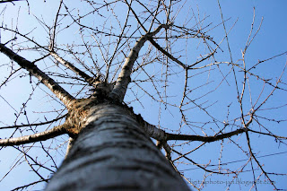 cherry tree, winter, without blats