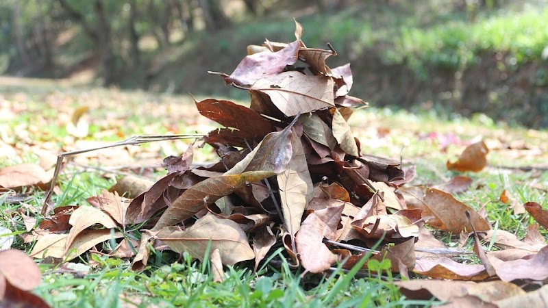 Info Terpopuler Daun Kereg, Kerajinan Daun