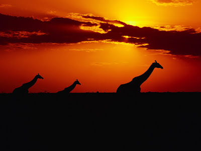 foto de jirafas en bello atardecer