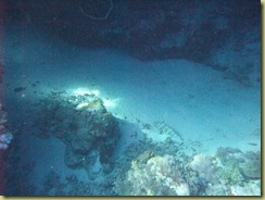 Grouper camoflauged