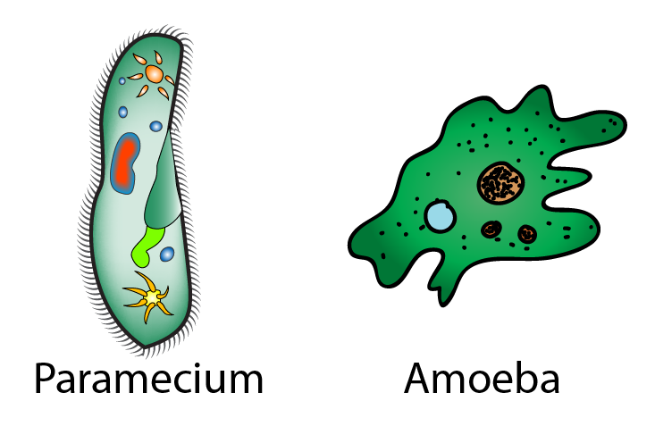2 2 1 Unicellular  Organism  SPM Biology