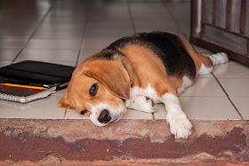 A bored, lonely dog is liable to get into trouble. Get them used to being home alone.