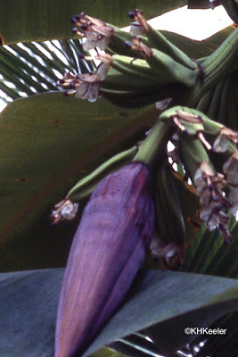 banana flower