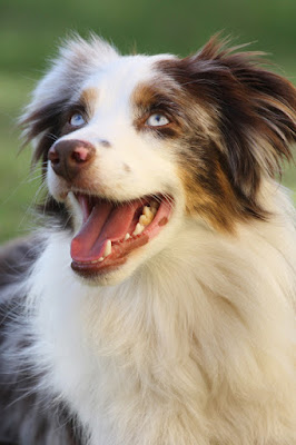 A very happy mini-Aussie... Successful problem-solving makes dogs happy and gives them 'eureka' moments