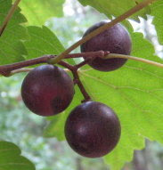 Wild muscadines on the vine.