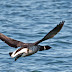 The Flying brant or brent goose 