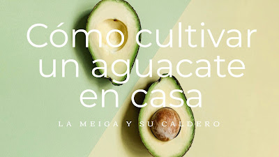 Cómo cultivar un aguacate en casa