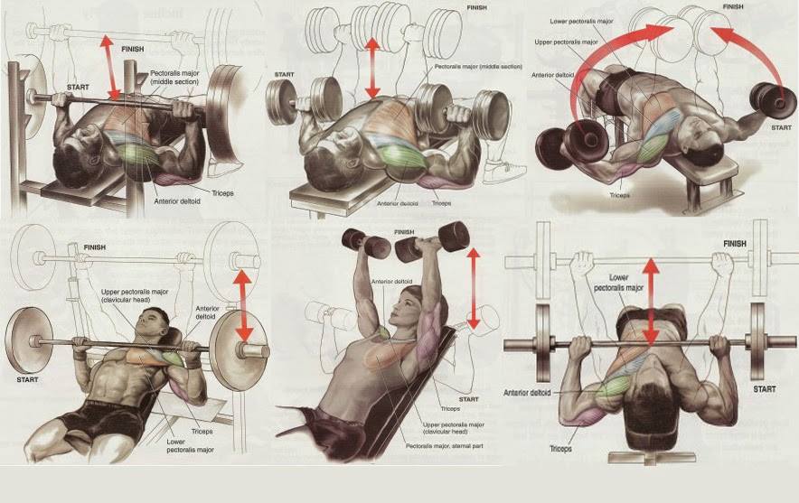 Bodybuilding Chest Exercises Chart