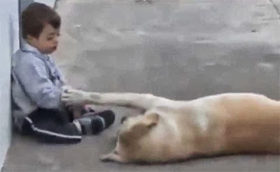 Perro,síndrome de down,cariñoso 