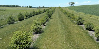 Trees planted as windbreaks for crops in Minnesota, US. (Image Credit: Eli Sagor via Flickr) Click to Enlarge.