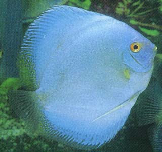 Buediamond Discus Fish